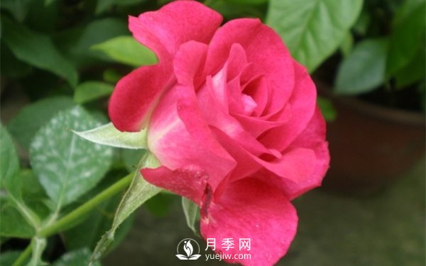 切花月季未來市場前景如何？(圖1)