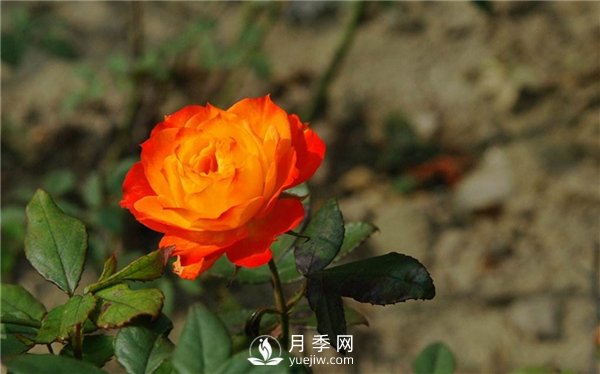 切花月季未來市場前景如何？(圖3)