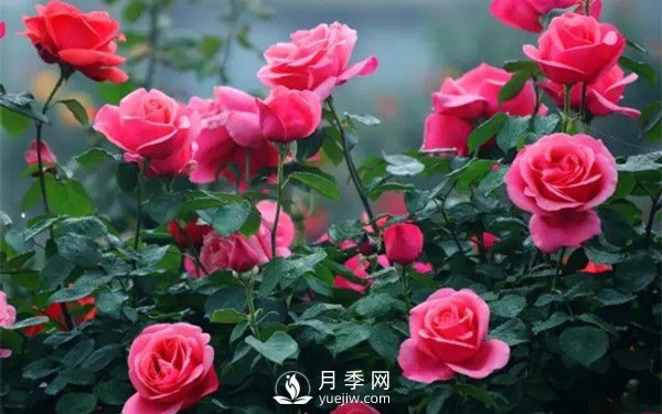 月季如何才能多開(kāi)花？月季怎么開(kāi)花多？(圖1)