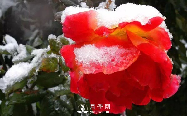 月季如何才能多開(kāi)花？月季怎么開(kāi)花多？(圖2)