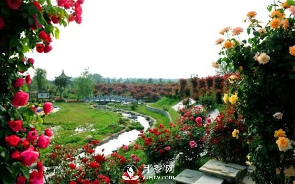 月季如何才能多開(kāi)花？月季怎么開(kāi)花多？(圖3)
