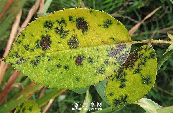 月季發(fā)生黑斑病時怎么辦？(圖1)