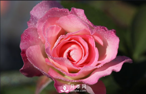 ?月季如何養(yǎng)，才能開花大而艷？(圖1)