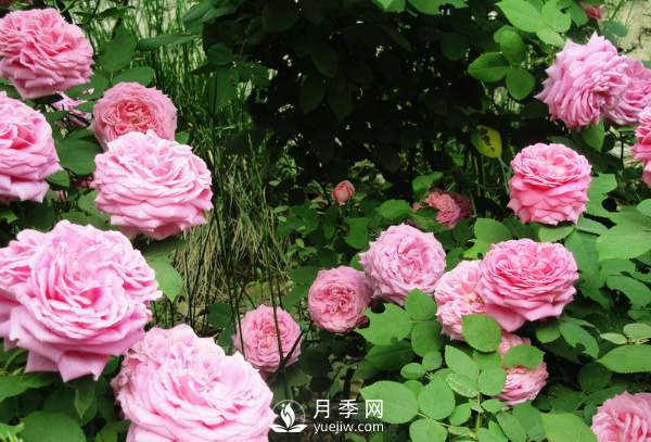 ?月季如何養(yǎng)，才能開花大而艷？(圖2)