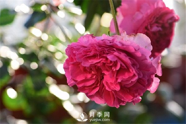 月季花為什么越來越??？(圖1)