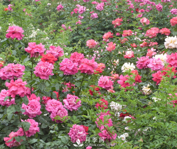 月季夏季高溫時(shí)要如何養(yǎng)護(hù)呢？(圖1)