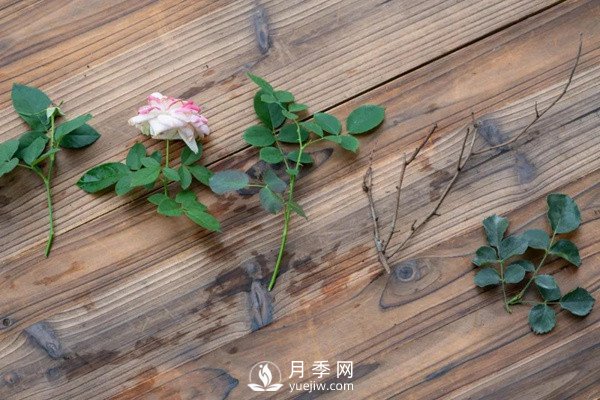 月季花后修剪怎么做？這樣做才能開爆(圖3)