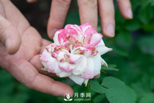 月季花后修剪怎么做？這樣做才能開爆(圖1)