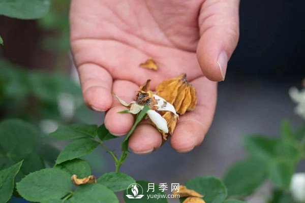 月季花后修剪怎么做？這樣做才能開爆(圖2)