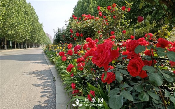 月季成活率低為什么？可能是您澆水不當引起(圖1)