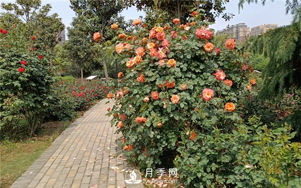 月季成活率低為什么？可能是您澆水不當引起(圖4)