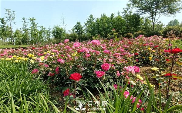 月季成活率低為什么？可能是您澆水不當引起(圖3)