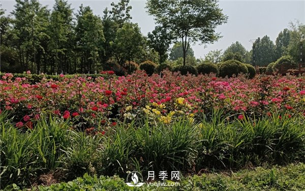 月季成活率低為什么？可能是您澆水不當引起(圖2)