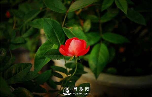 月季出現(xiàn)掉葉子怎么辦？(圖2)
