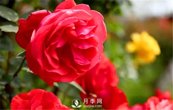 地栽月季，春季如何施肥？(圖1)
