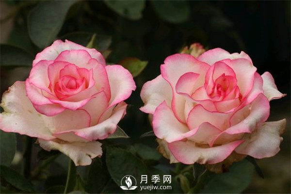 月季栽培月歷，南陽月季園4月的養(yǎng)護工作(圖1)