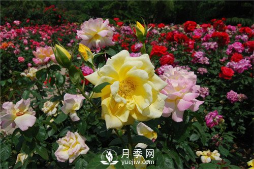 月季多種繁育方法，你會那種？(圖1)