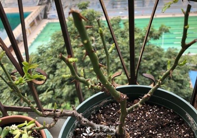 月季如何抹芽？這三類(lèi)芽必除之！(圖1)