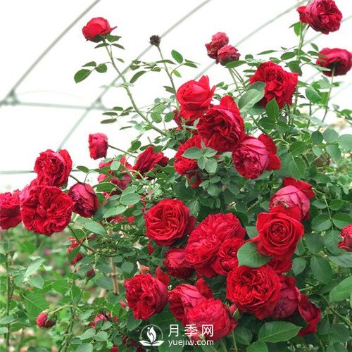 紅色系的藤本月季，簡(jiǎn)直美得讓人驚嘆！(圖1)