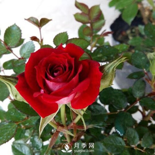 紅色系的藤本月季，簡(jiǎn)直美得讓人驚嘆！(圖2)