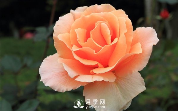 讓月季連續(xù)開花的方法有哪些？如何讓月季連續(xù)開花(圖1)