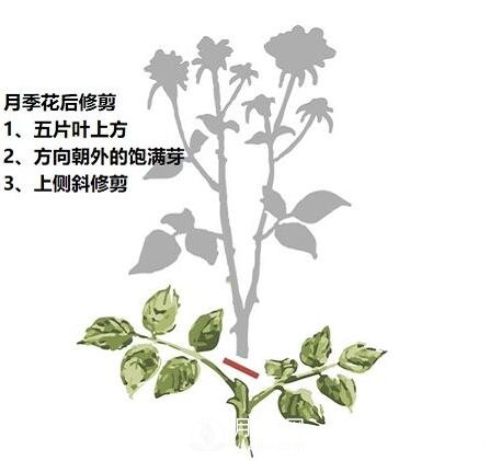 盛花期后，必須要對月季做的兩件事！(圖1)