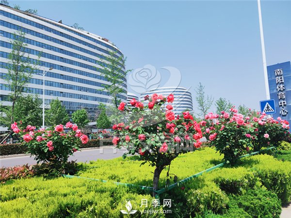 南陽月季樹基地栽培技術(shù)分享(圖2)