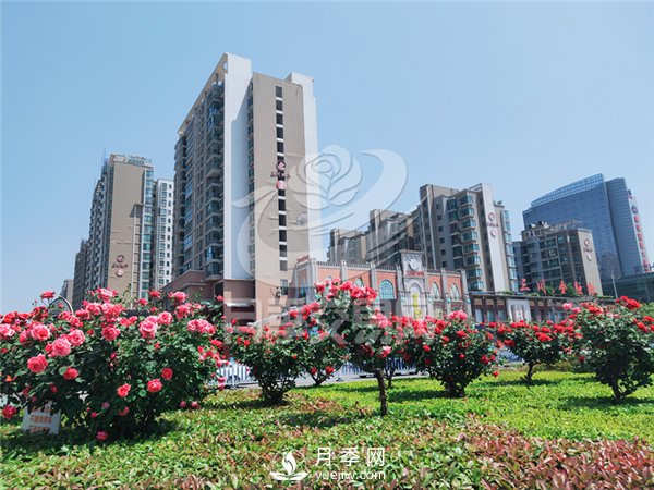 南陽月季樹基地栽培技術(shù)分享(圖3)