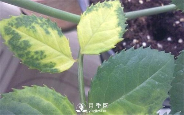 月季黃葉，干枯的幾大原因，您中招了嗎？(圖1)