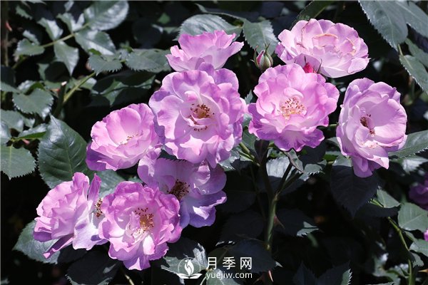 養(yǎng)月季花前你應(yīng)該先了解這3件事！(圖2)