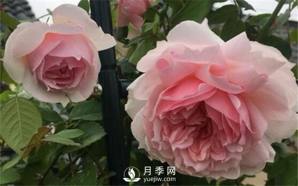 養(yǎng)月季花前你應(yīng)該先了解這3件事！(圖1)