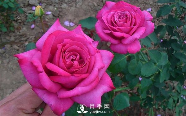 月季養(yǎng)成法：月季花怎么養(yǎng)，怎么從小苗養(yǎng)大開花(圖1)