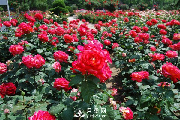月季爛根的表現(xiàn) 有這三個(gè)癥狀要及時(shí)搶救(圖1)