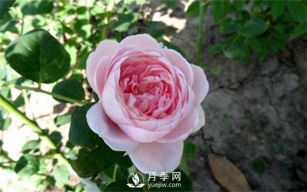 月季網(wǎng)告訴你環(huán)剝法扦插歐月如何操作？(圖1)
