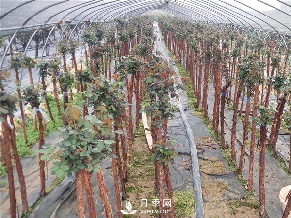 南陽樹狀月季怎么養(yǎng)護(hù)？(圖2)