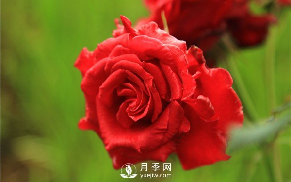 月季花怎么栽種更好，養(yǎng)護(hù)時應(yīng)注意什么？(圖2)