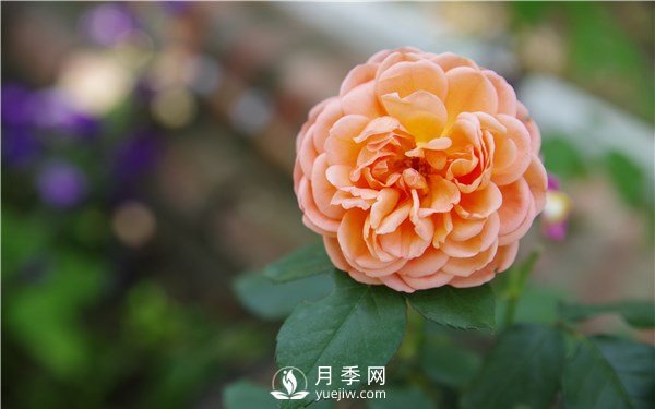 月季花怎么栽種更好，養(yǎng)護(hù)時應(yīng)注意什么？(圖1)
