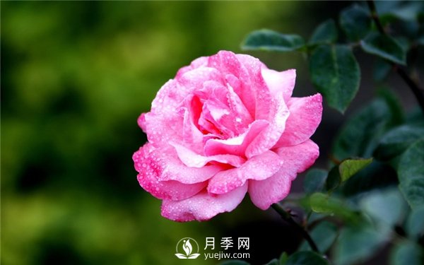 月季花怎么栽種更好，養(yǎng)護(hù)時應(yīng)注意什么？(圖3)