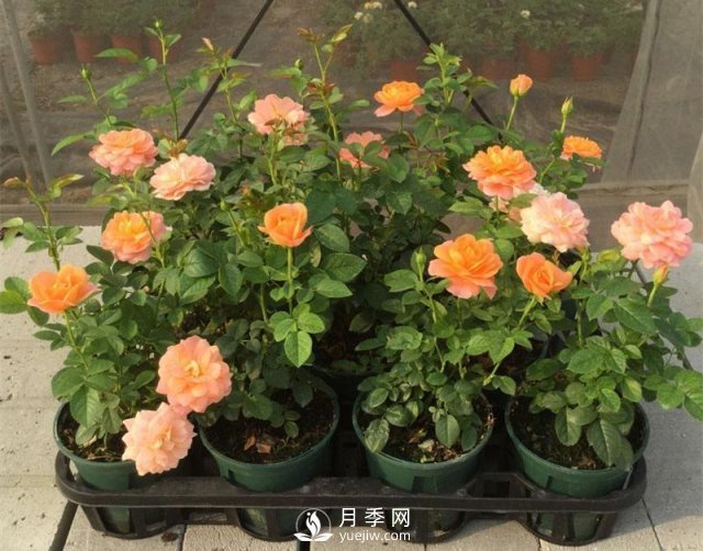 家庭盆栽月季花如何過(guò)冬？(圖1)