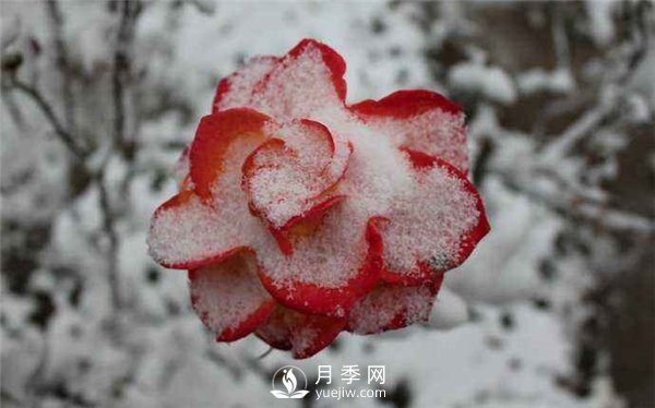 月季冬天會(huì)凍死嗎？月季花怎么過(guò)冬？月季的安全越冬方法介紹！(圖3)