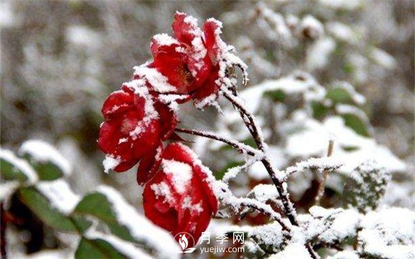 月季冬天會(huì)凍死嗎？月季花怎么過(guò)冬？月季的安全越冬方法介紹！(圖1)