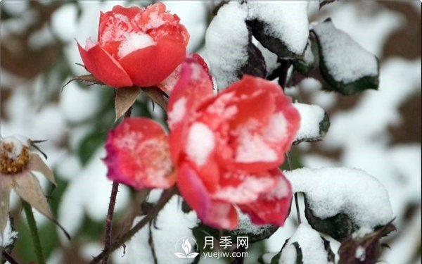月季冬天會(huì)凍死嗎？月季花怎么過(guò)冬？月季的安全越冬方法介紹！(圖2)
