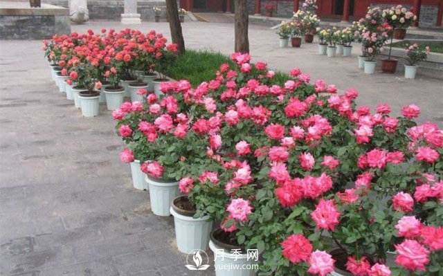 干貨來襲，月季花如何扦插及養(yǎng)護！(圖1)