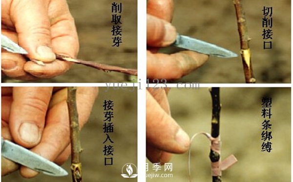 月季嫁接技術方法圖解(圖1)