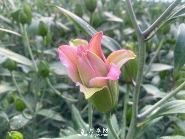 浙江成功引種玫瑰百合，它究竟是月季，還是百合？(圖1)
