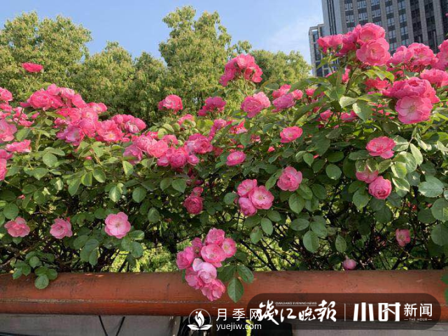 高架月季怎么才能養(yǎng)得好？ 全年月季養(yǎng)護(hù)流程(圖1)
