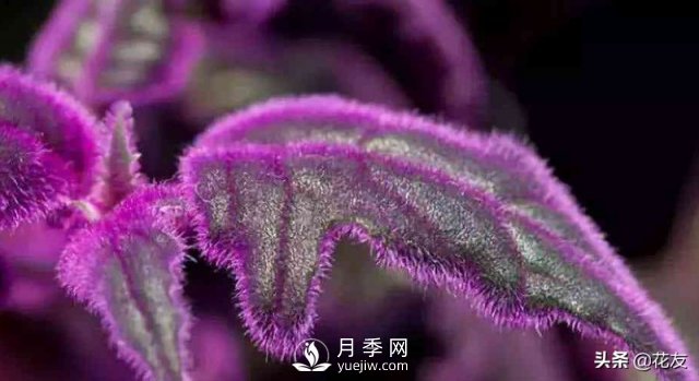 紫鵝絨栽培養(yǎng)護，出絨葉紫七招(圖1)