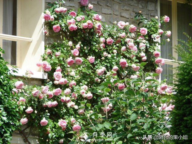 有哪些只看一眼就叫人欲罷不能的月季品種？(圖1)