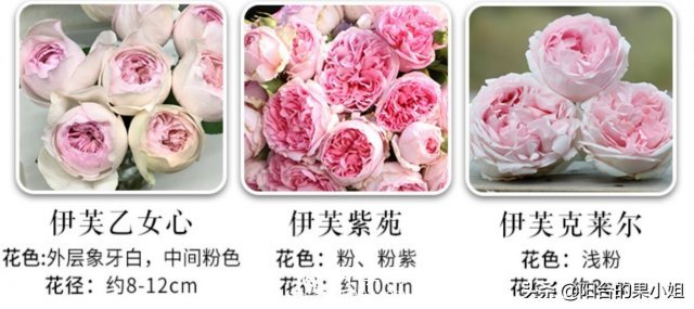 有哪些只看一眼就叫人欲罷不能的月季品種？(圖4)