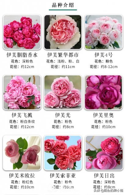 有哪些只看一眼就叫人欲罷不能的月季品種？(圖3)